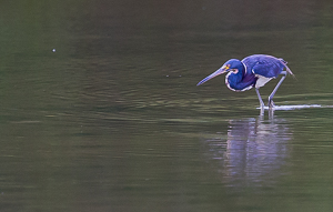 Tricolored Heron, Dark Woods Salt Pond, Antigua
